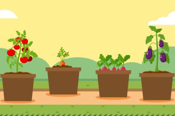 vegetables